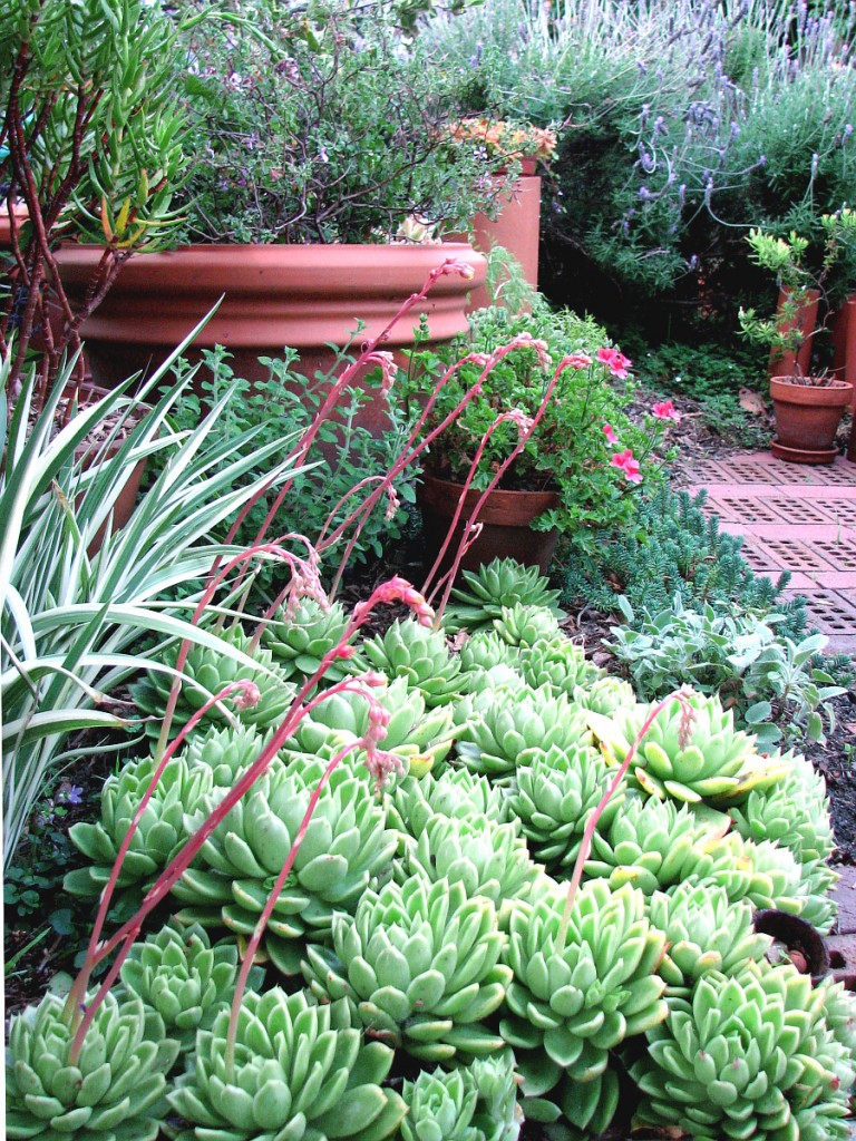 How to Start a Garden